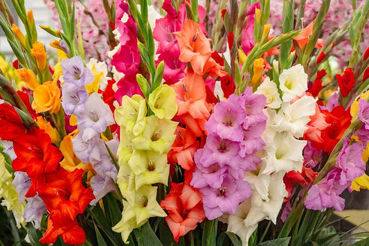 When to Plant Gladiolus in South Africa: A Complete Guide
