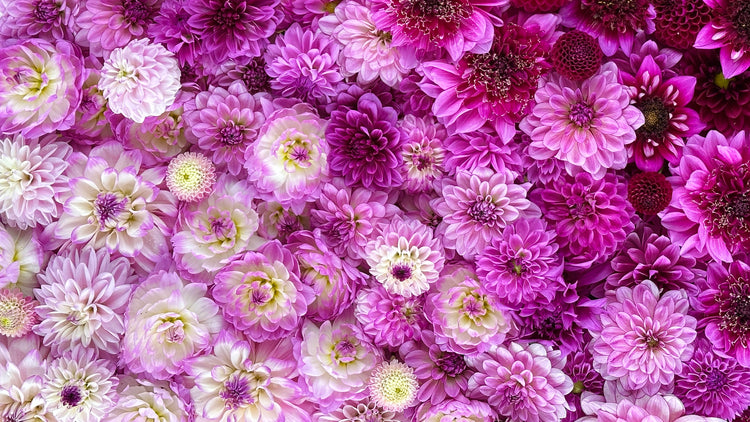 Lavender and Lilac