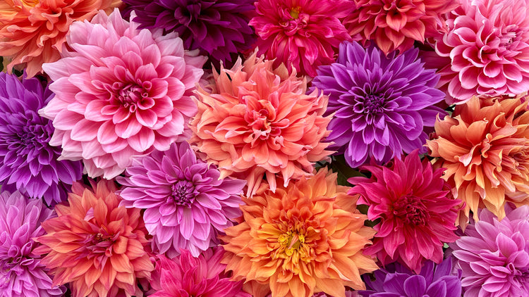 Dinnerplate Dahlias