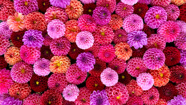 Ball Dahlias