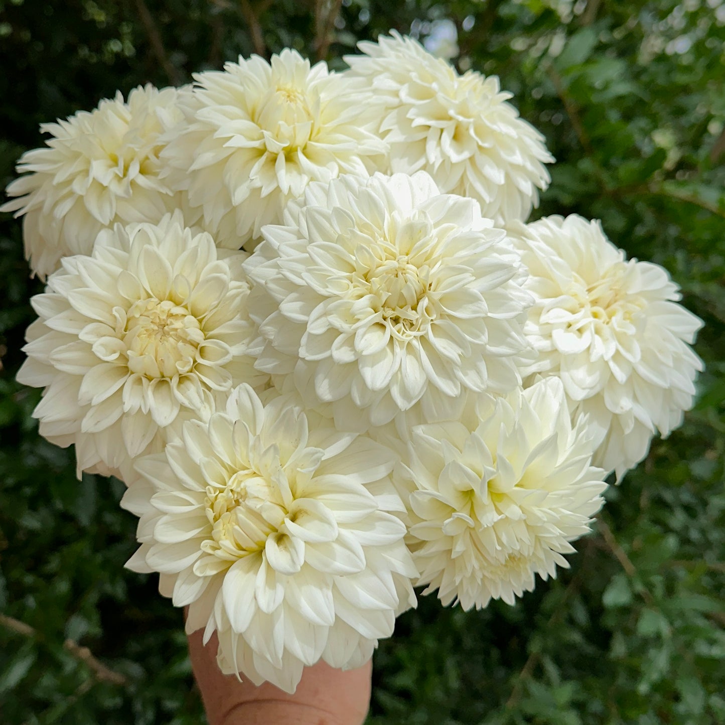 Blizzard Dahlia (Limit 1 p.p)