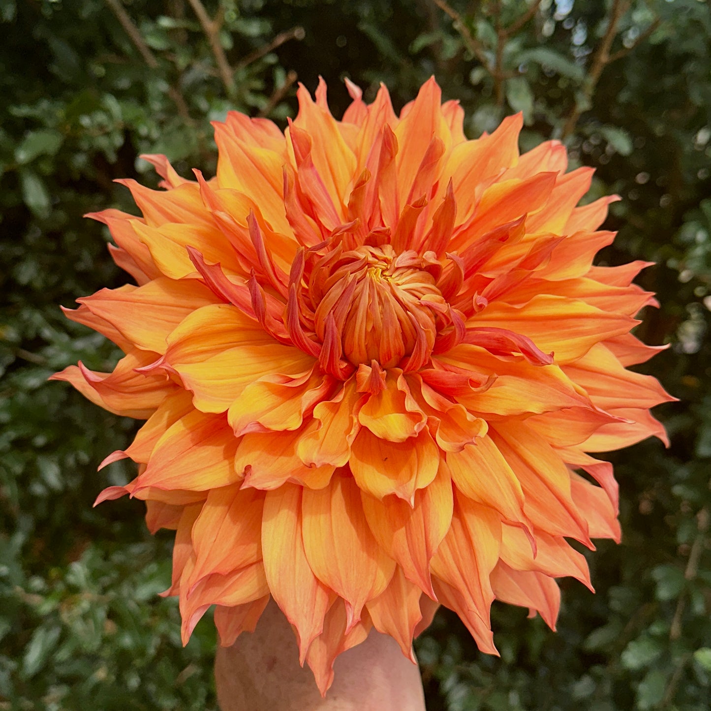 Hamari Gold Dahlia Tuber