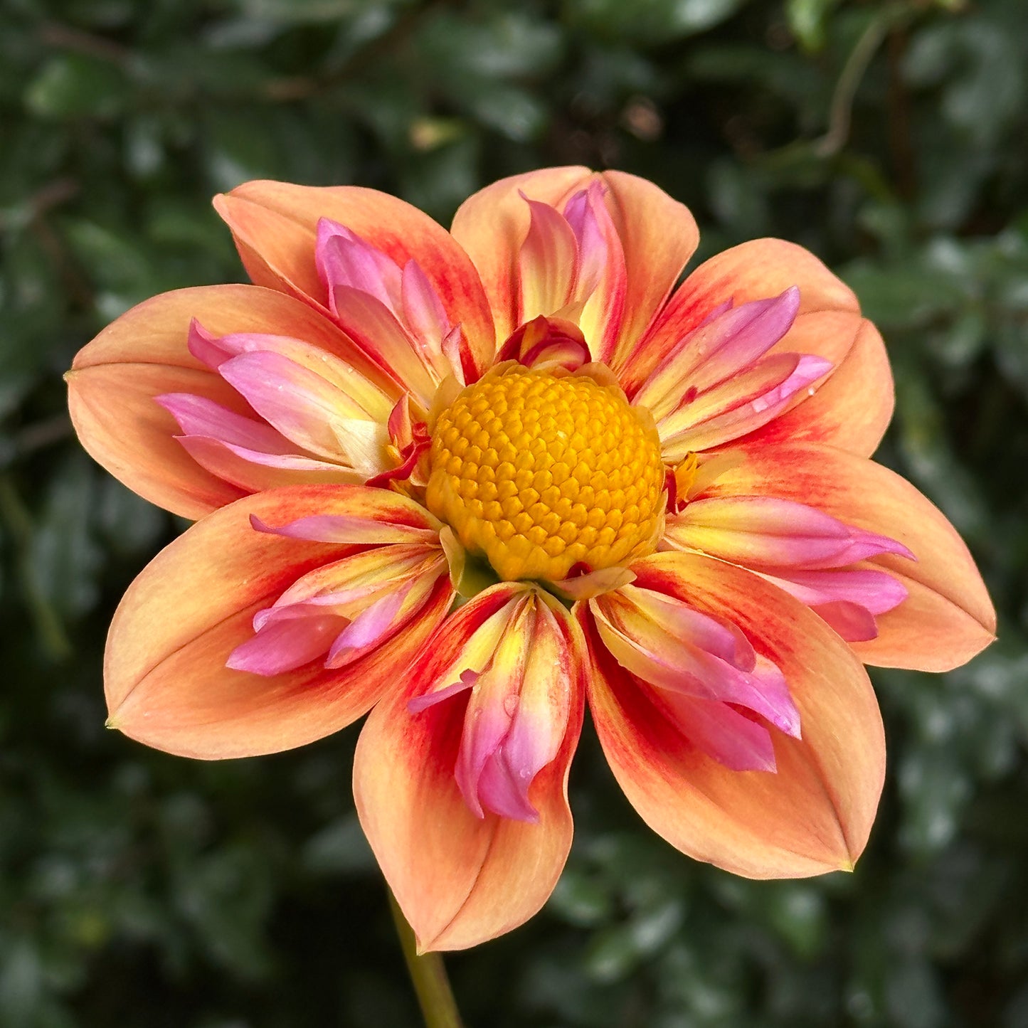 Orange Hype Dahlia (Limit 1 p.p)