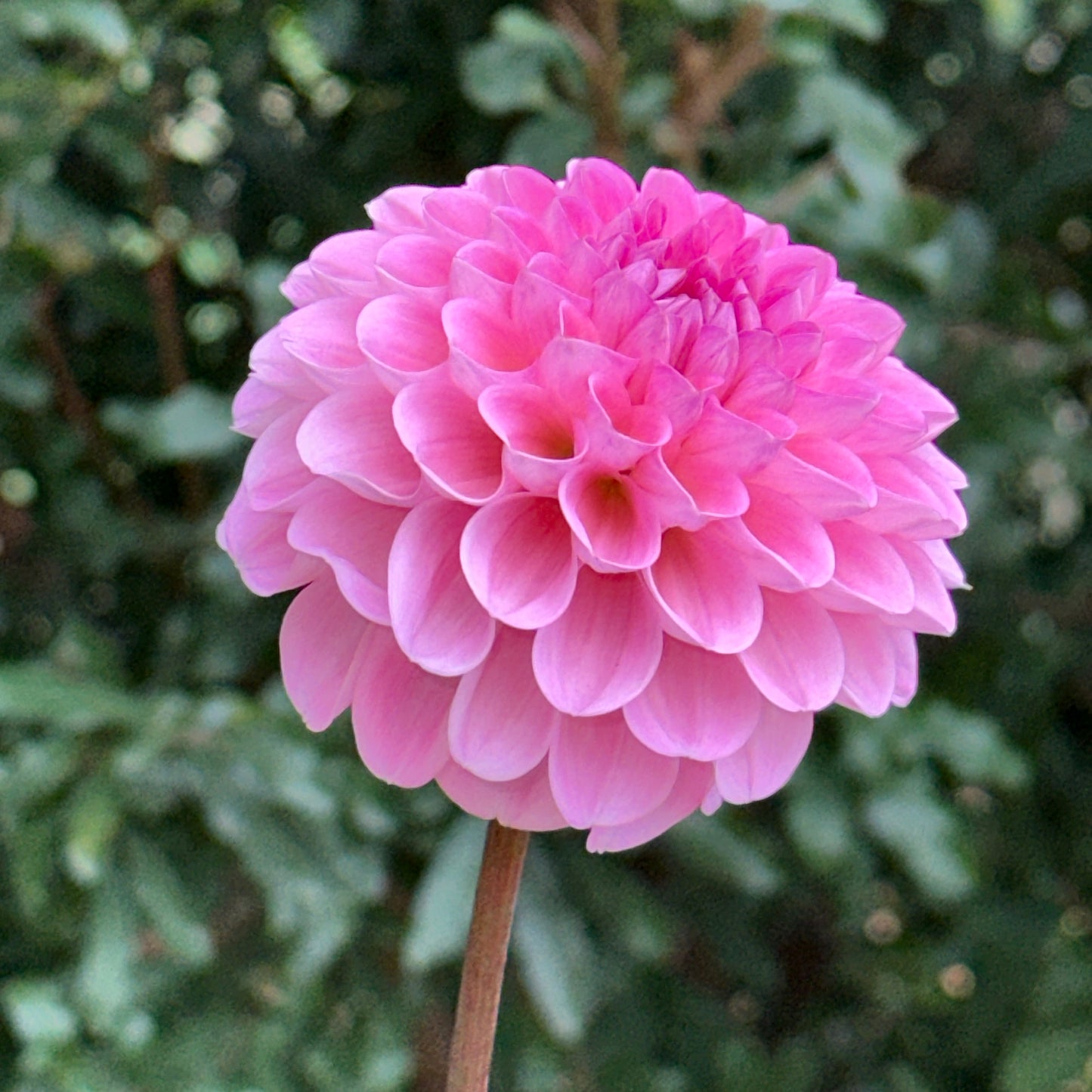 Veerle Dahlia Tuber