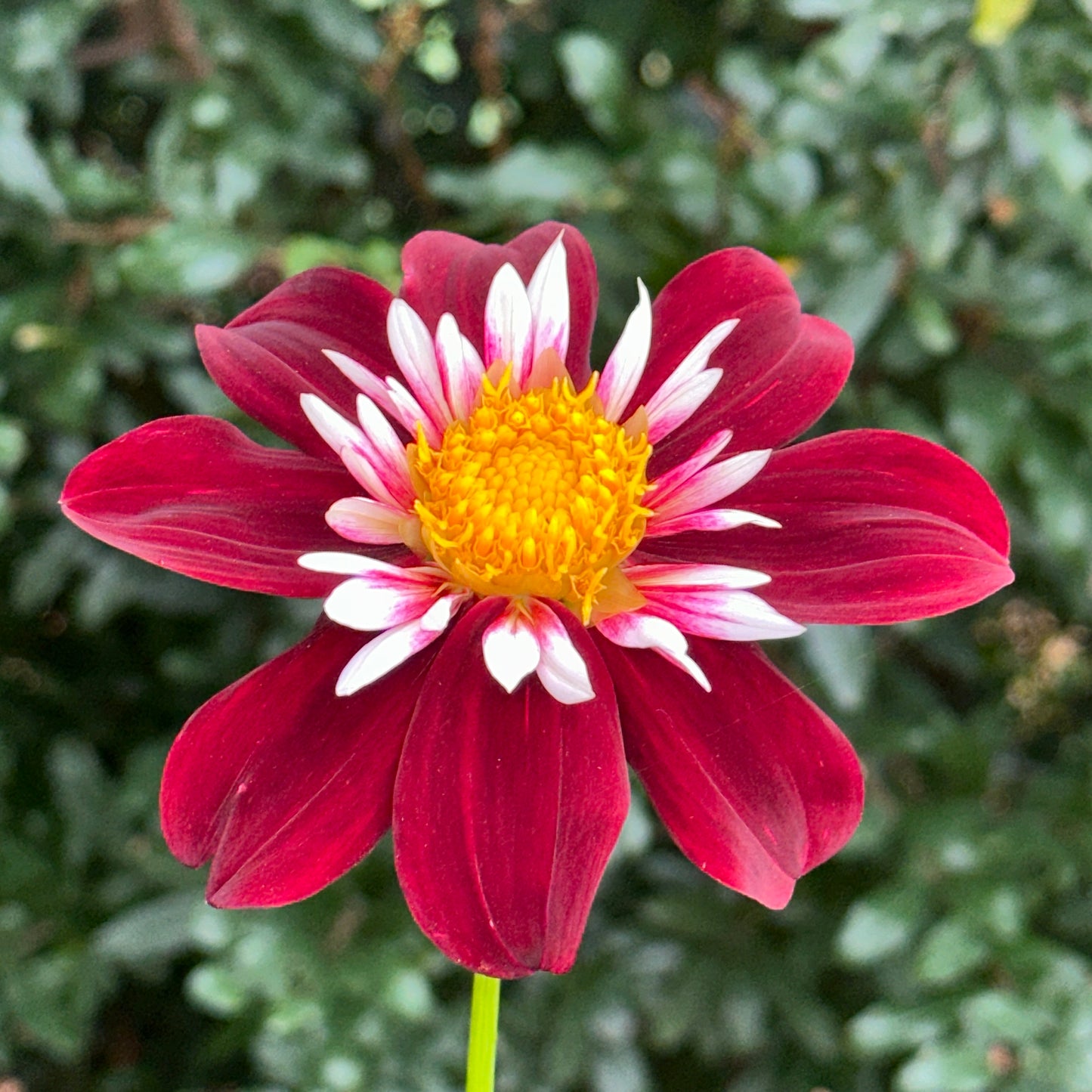 Night Butterfly Dahlia Tuber