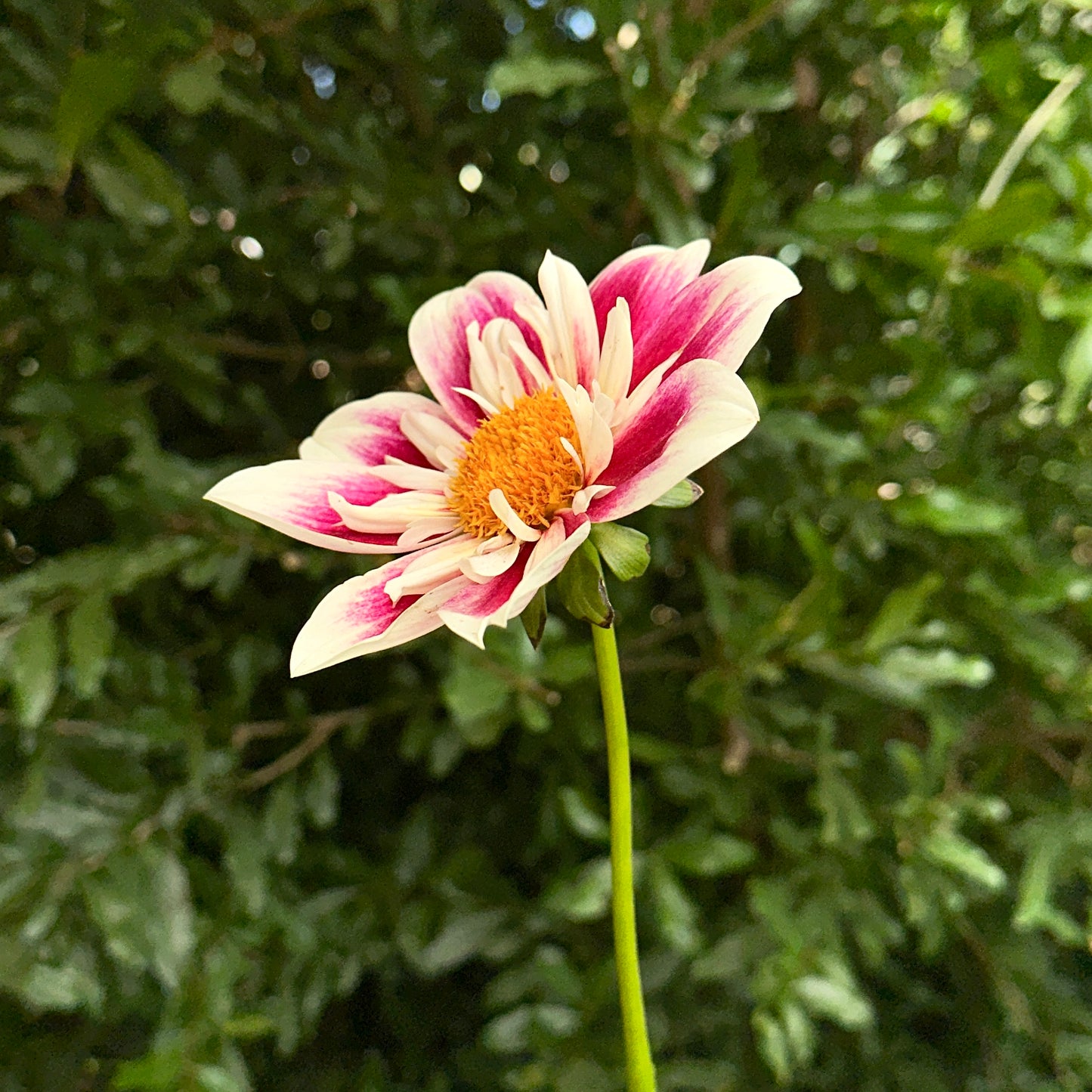 Fashion Monger Dahlia Tuber