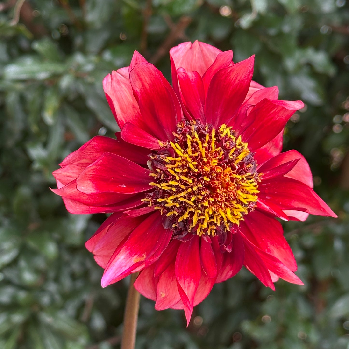 Sarah Raven Dahlia (Limit 1 p.p)