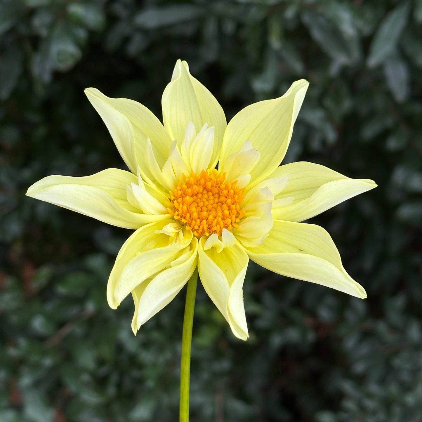Rudie's Romance Dahlia (Limit 1 p.p)