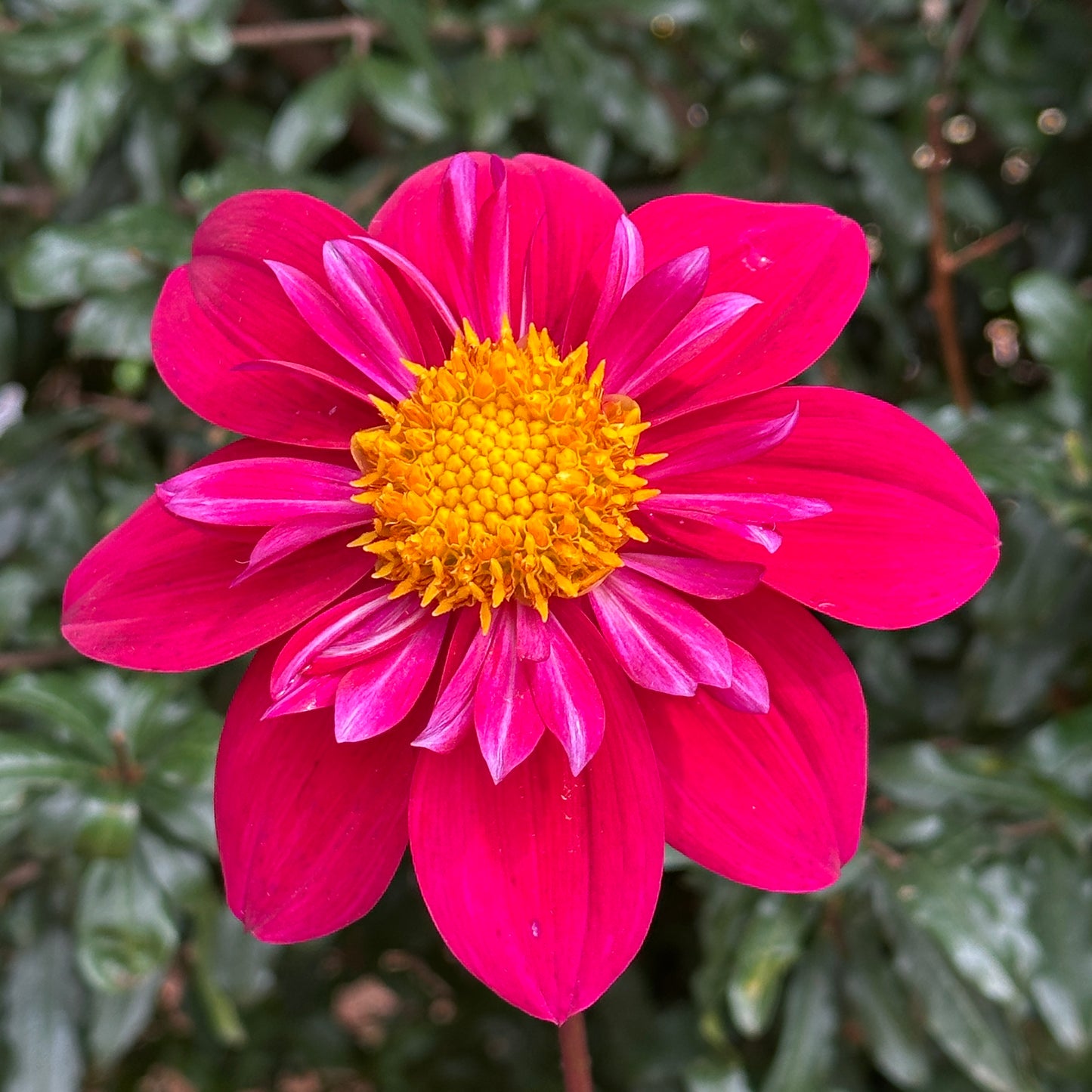 Tulchan Janet Dahlia Tuber