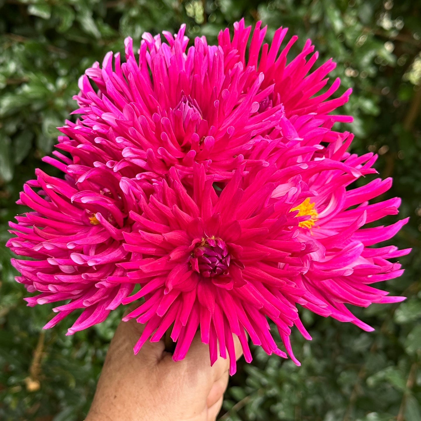 Purple Gem Dahlia Tuber