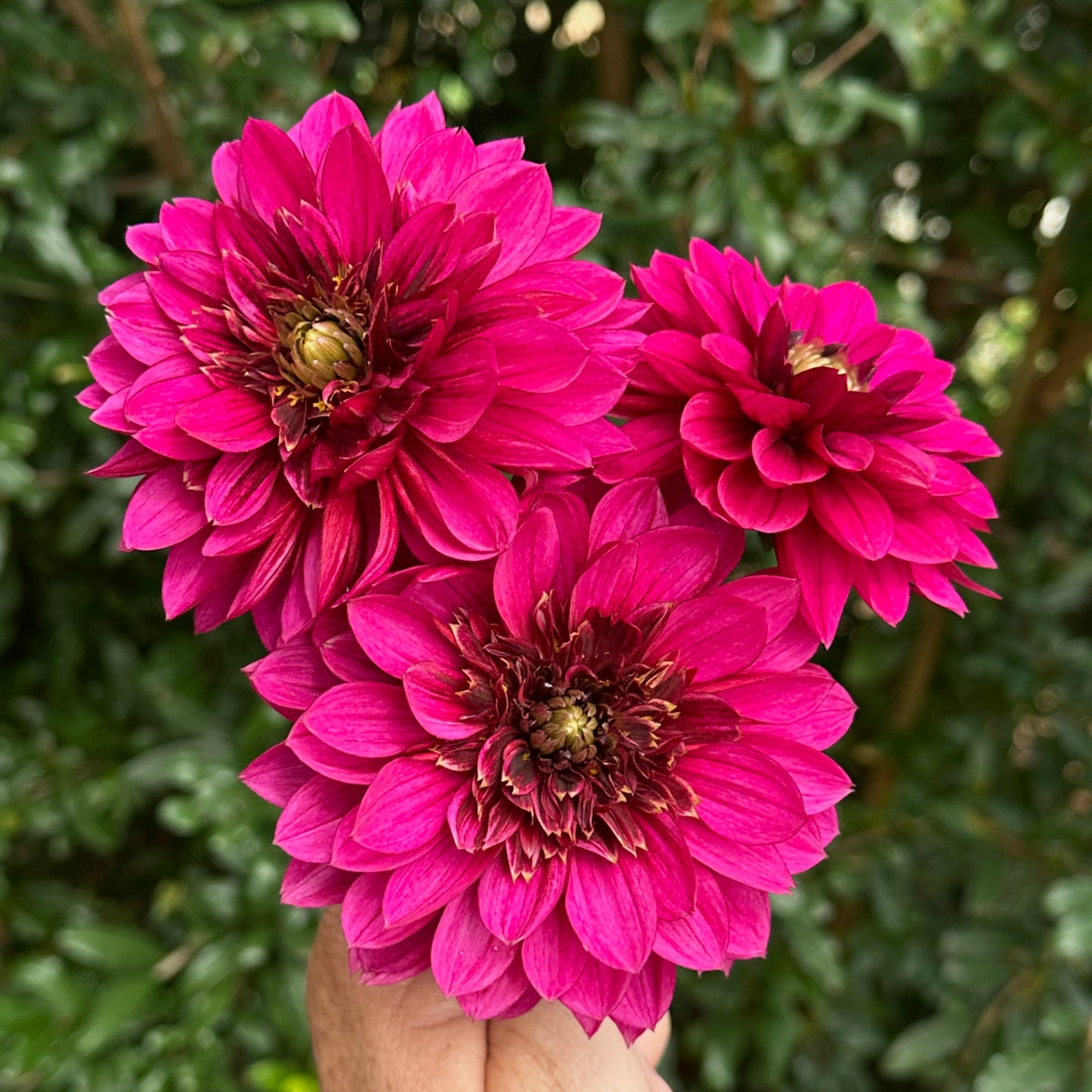 Purple Haze Dahlia Tuber