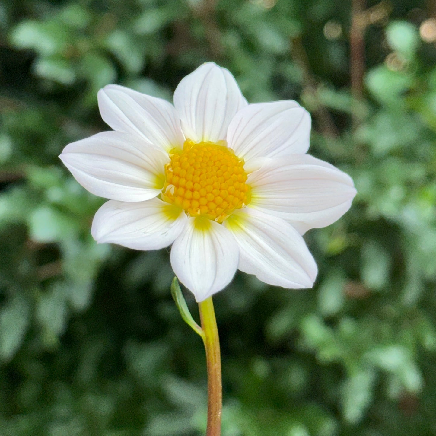 Topmix White Dahlia Tuber