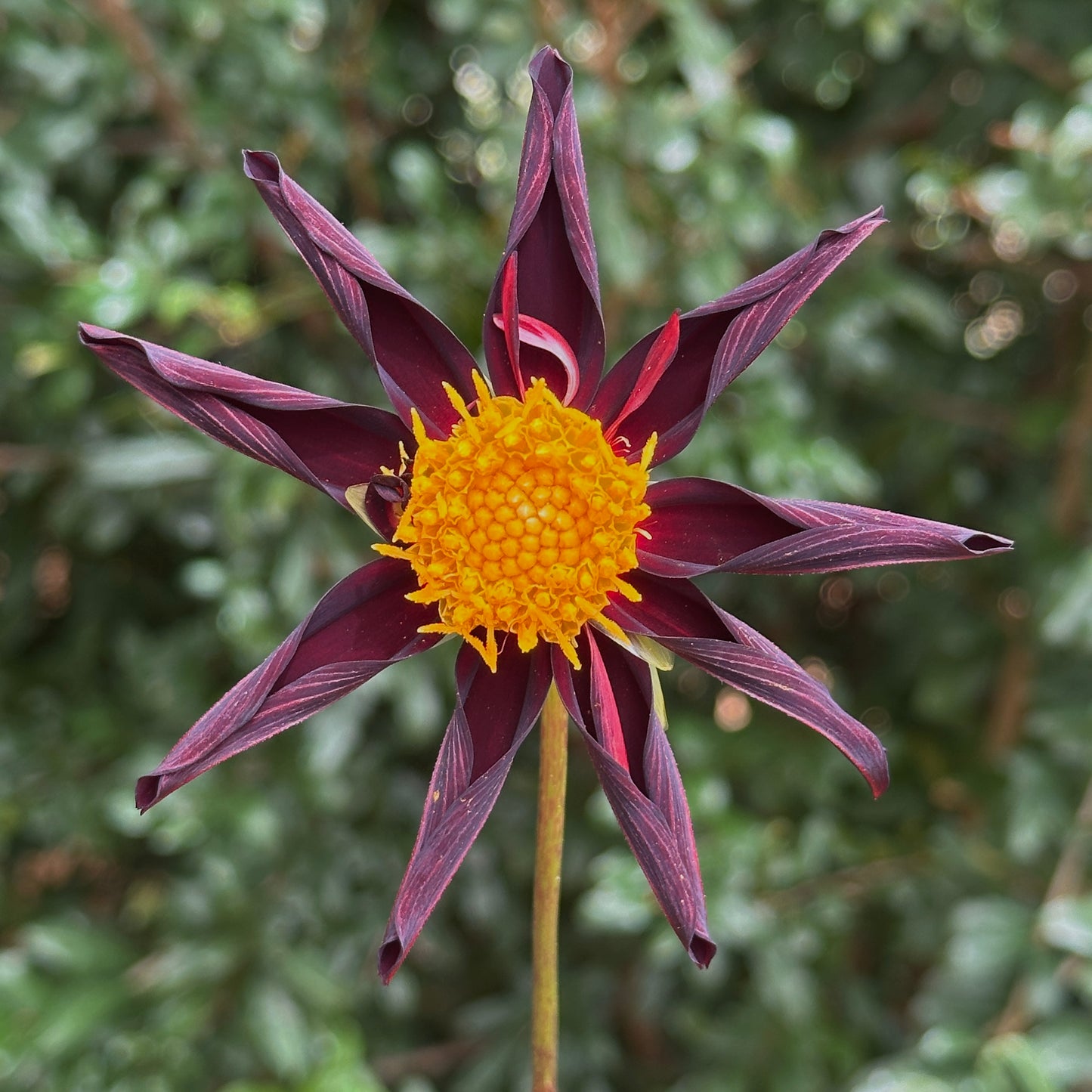 Verrone's Obsidian Dahlia Tuber