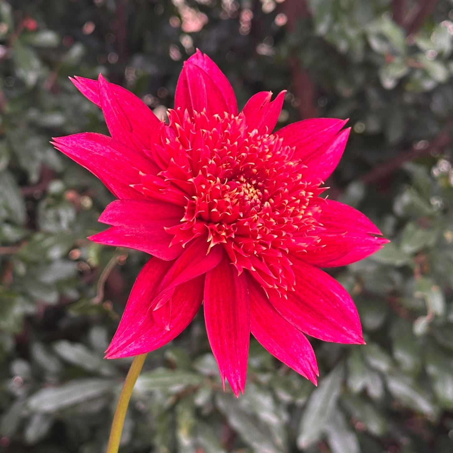 Jive Dahlia Tuber
