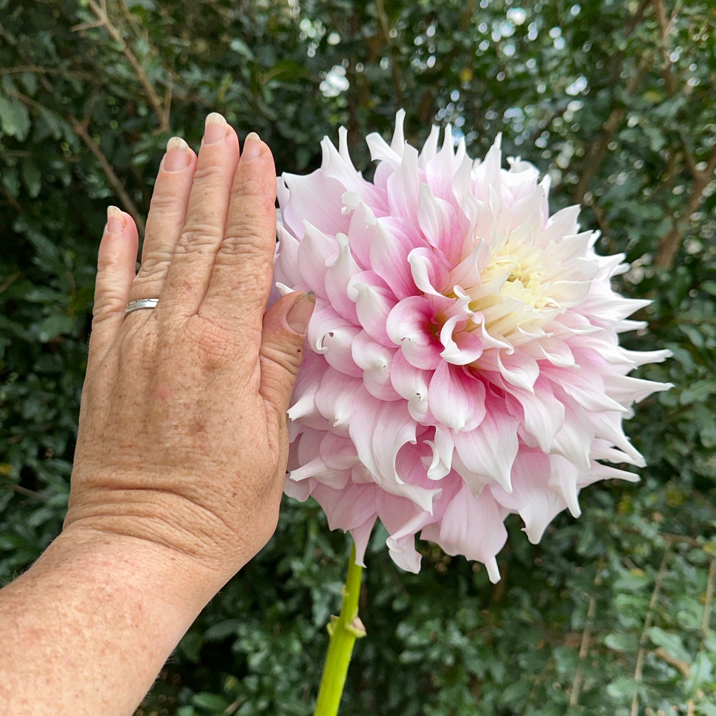Gitt's Perfection Dahlia Tuber