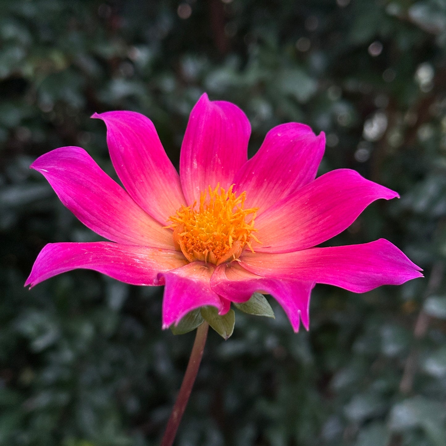 Bright Eyes Dahlia Tuber