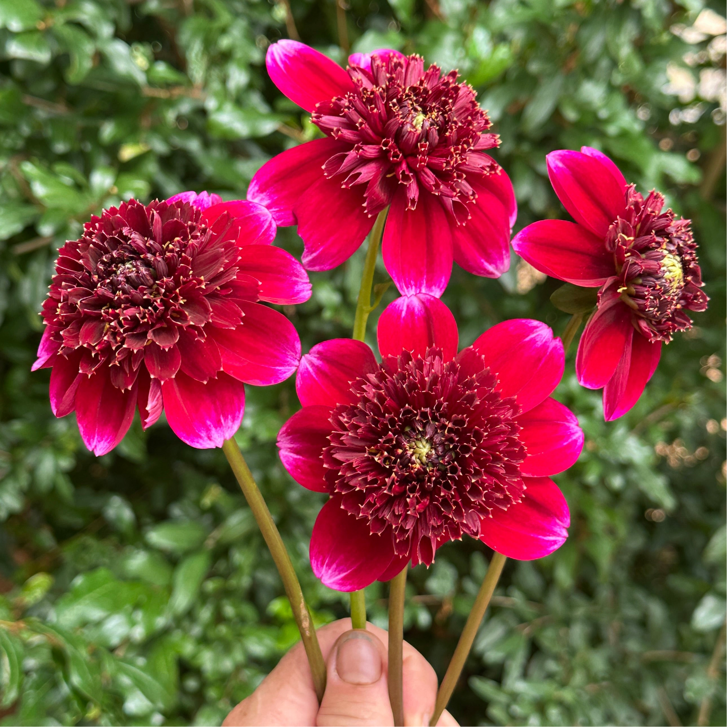 Rockstar Dahlia Tuber