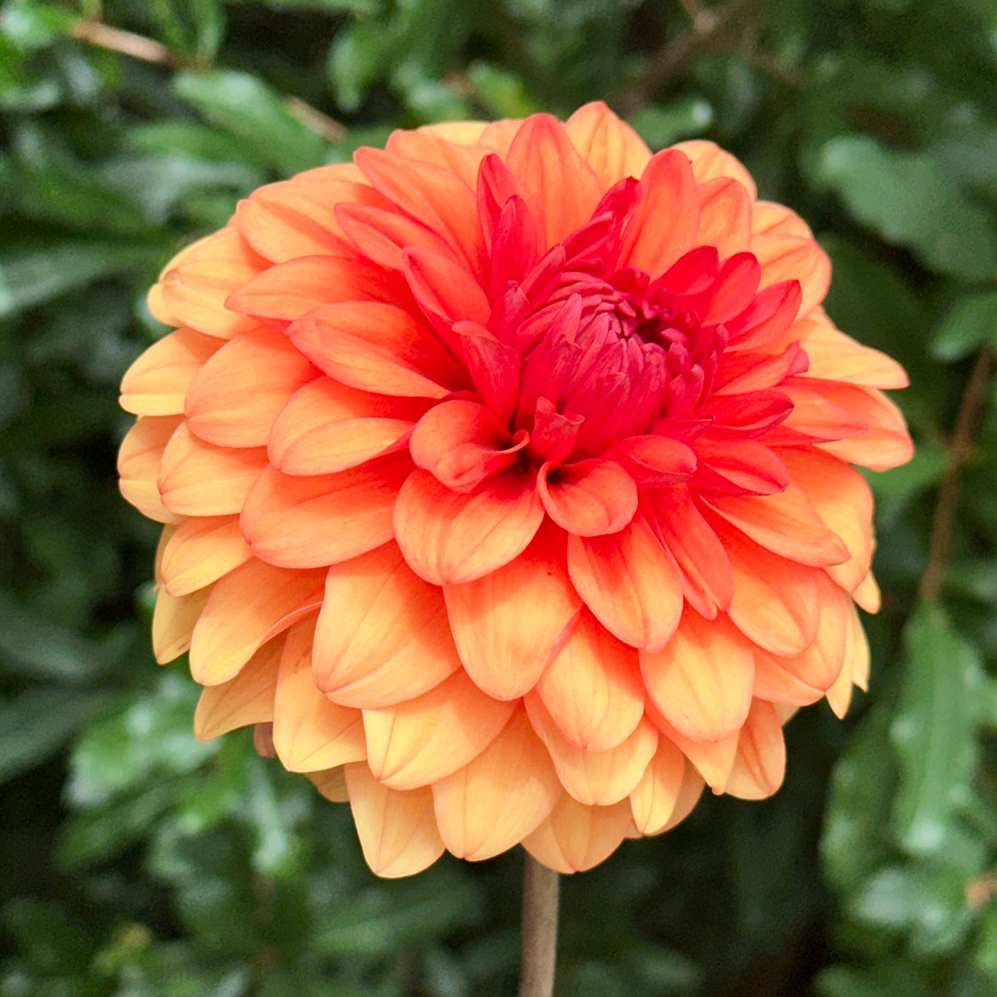 David Howard Dahlia Tuber