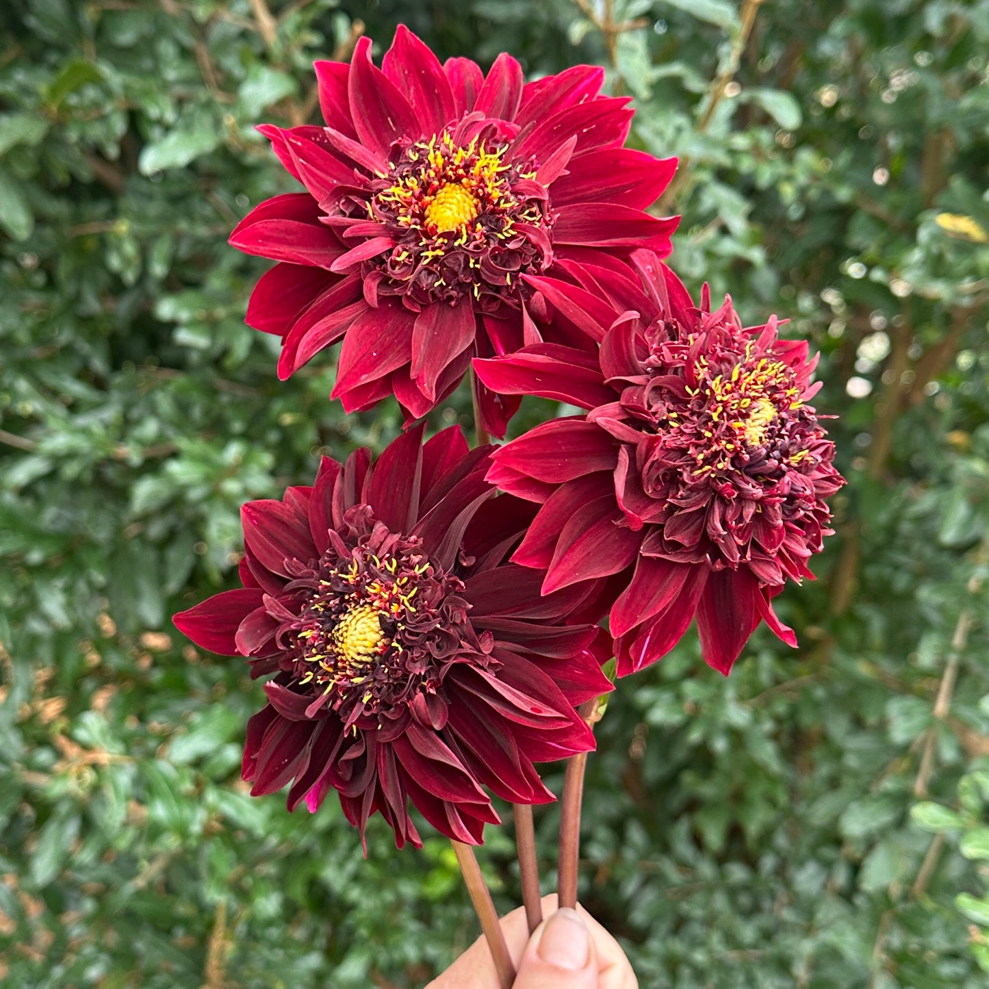 Soulman Dahlia Tuber