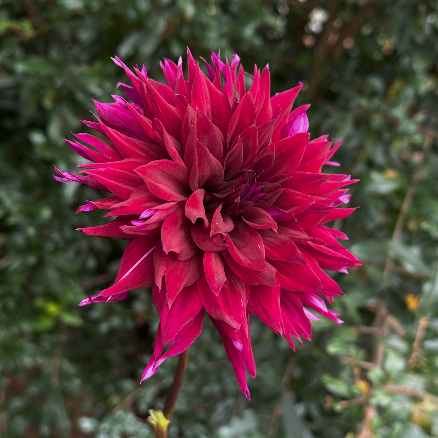 Burgundy Cactus Dahlia Tuber