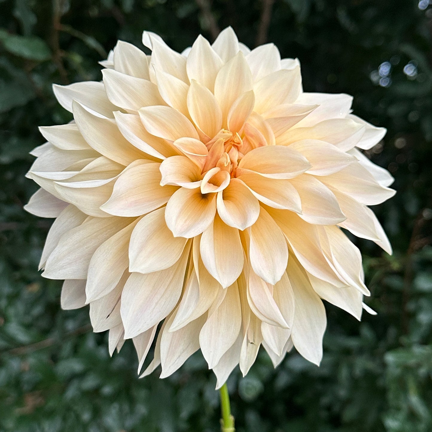 Cafe au Lait Dahlia Tuber