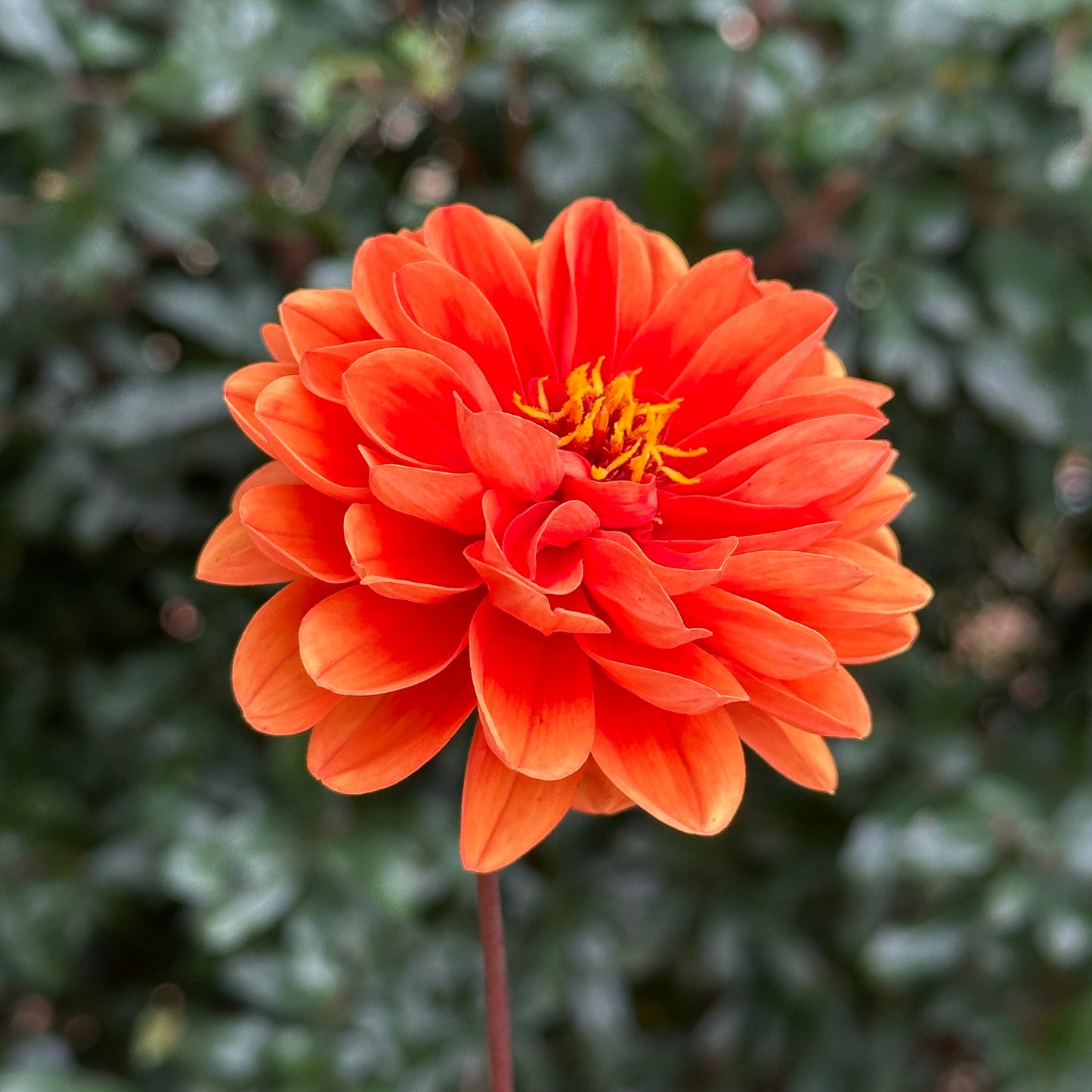 Dalaya Apricot with Red Eye Dahlia Tuber