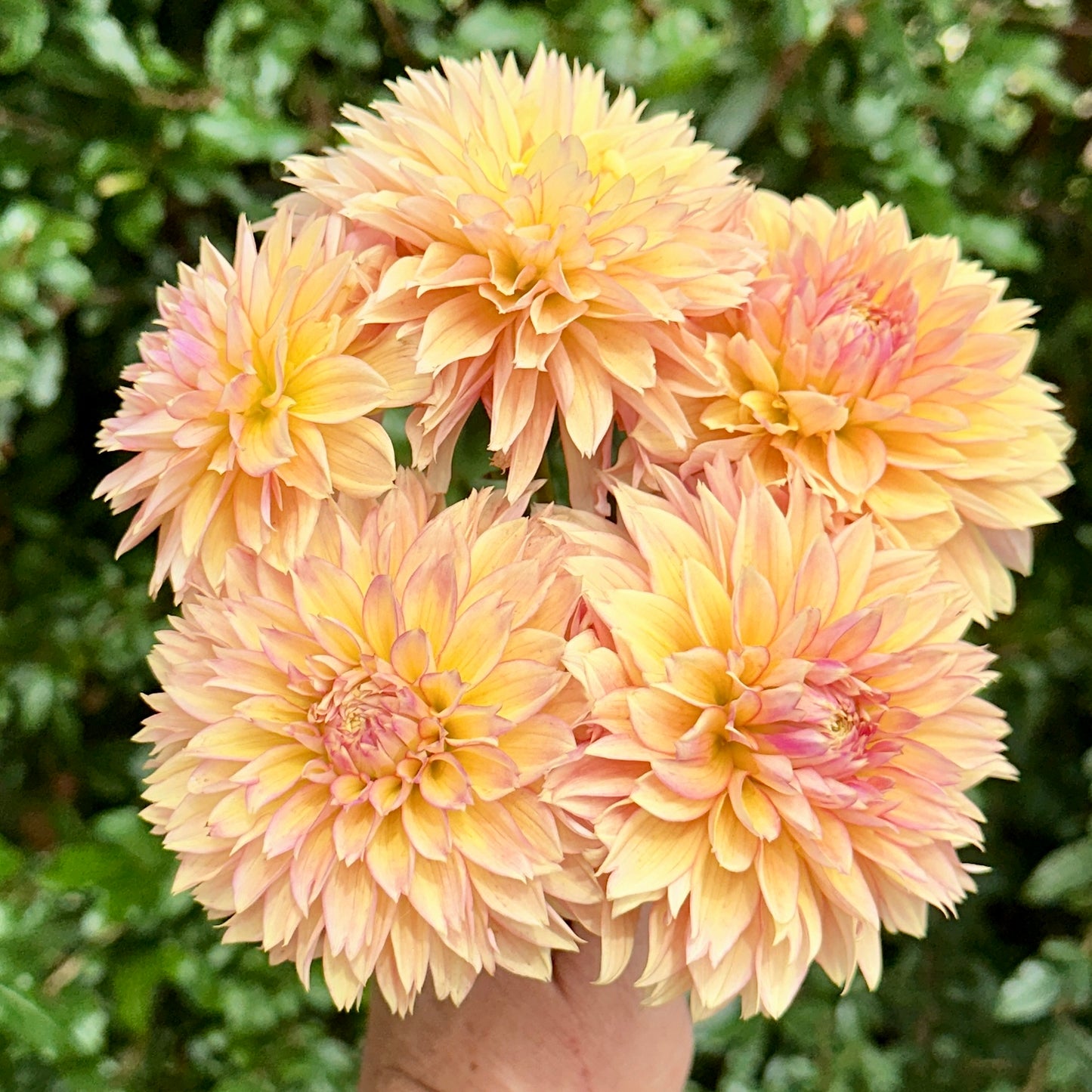 Kick Off Dahlia Tuber