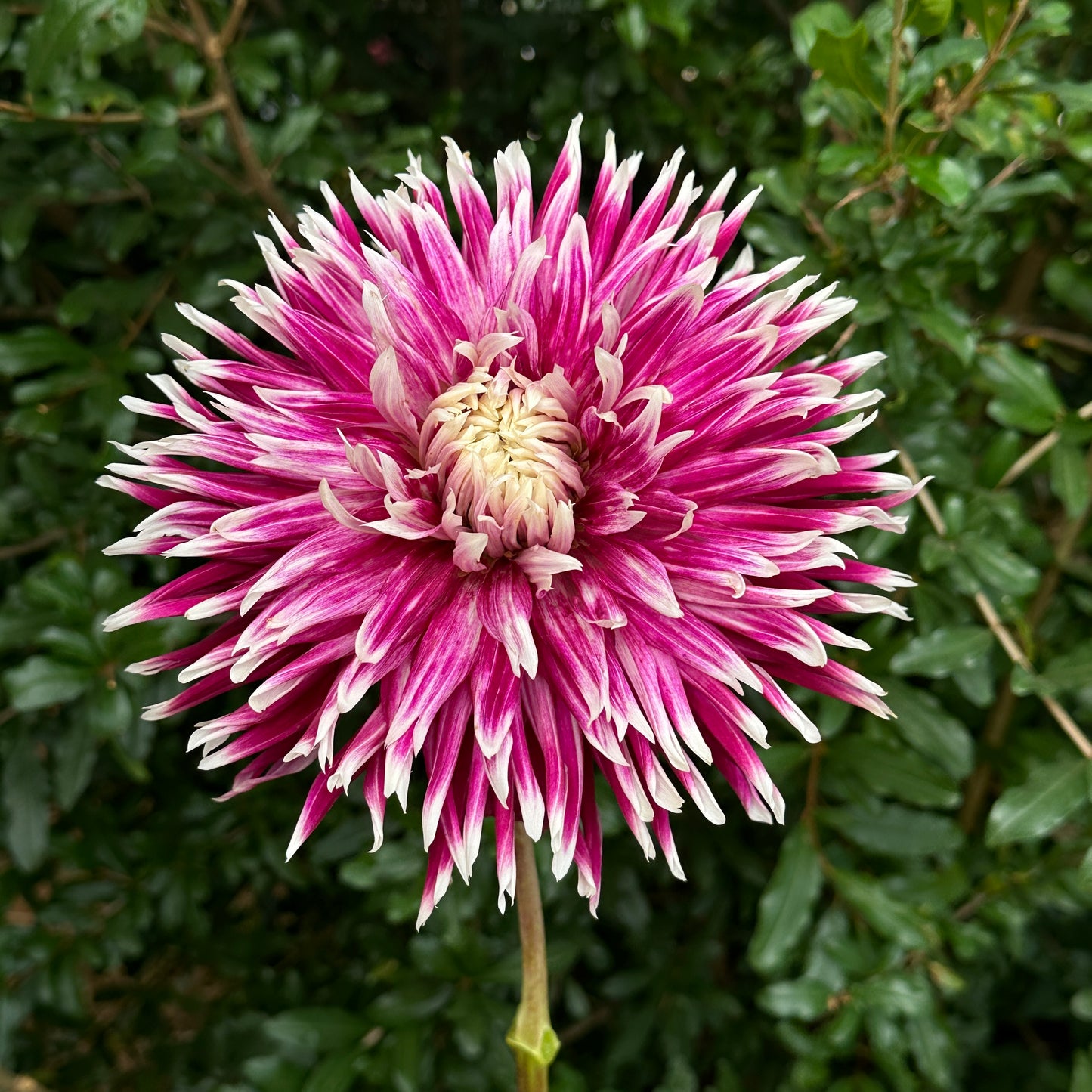 Vancouver Dahlia Tuber