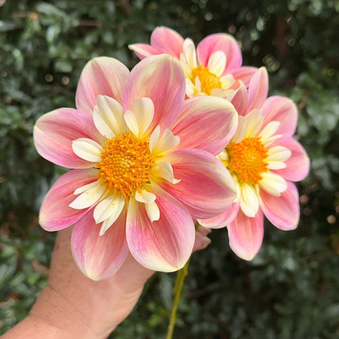 April Heather Dahlia (Limit 1 p.p)
