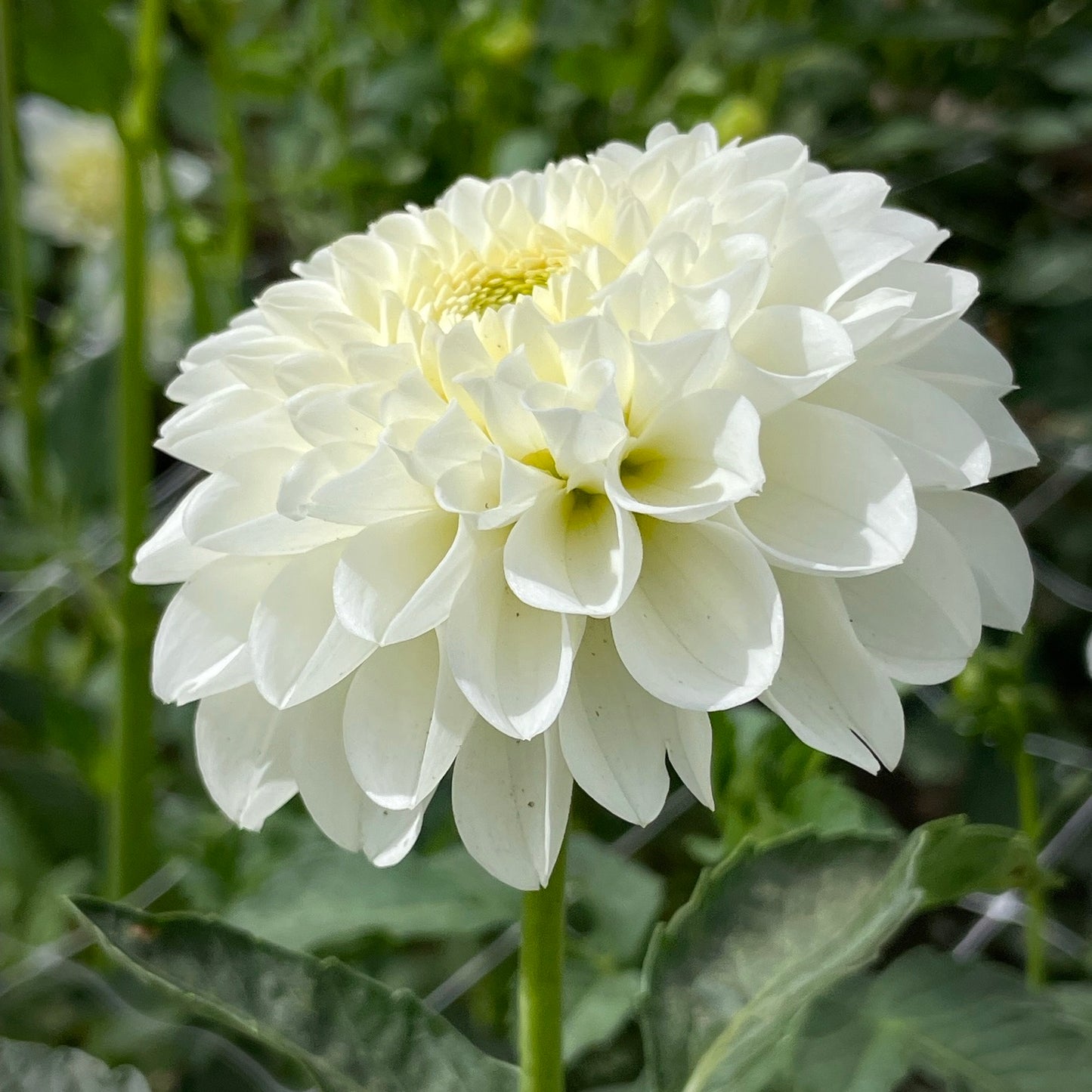 Bazuin Snow White Dahlia Tuber