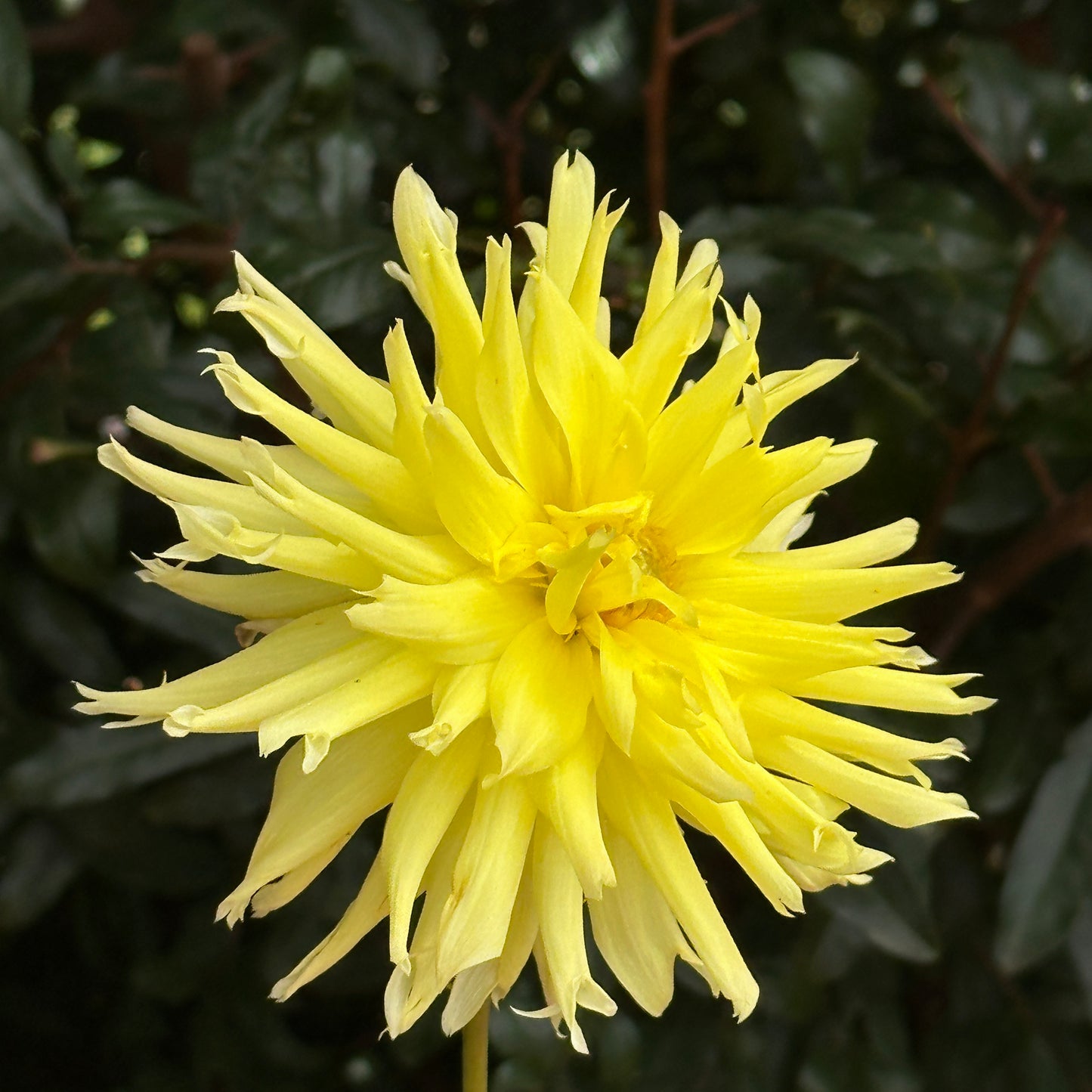 Yellow Star Dahlia Tuber