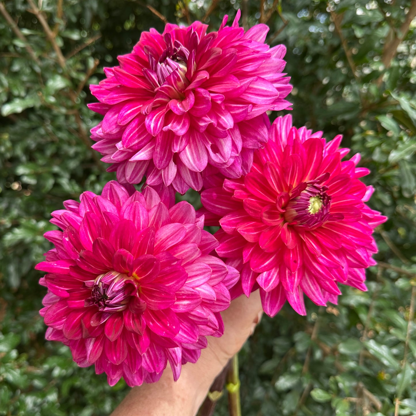 Pinkie Swear Dahlia Tuber