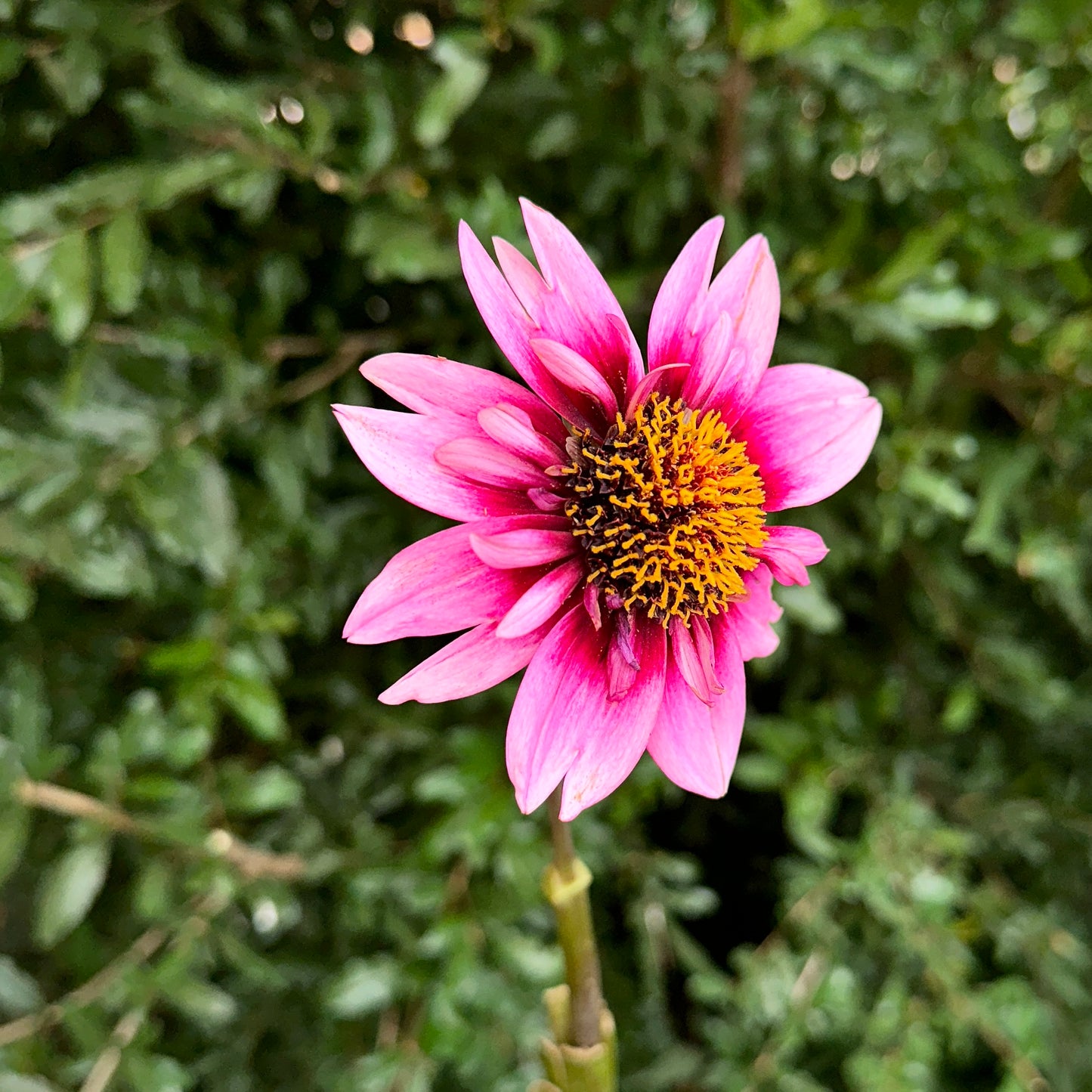 Skyfall Dahlia Tuber