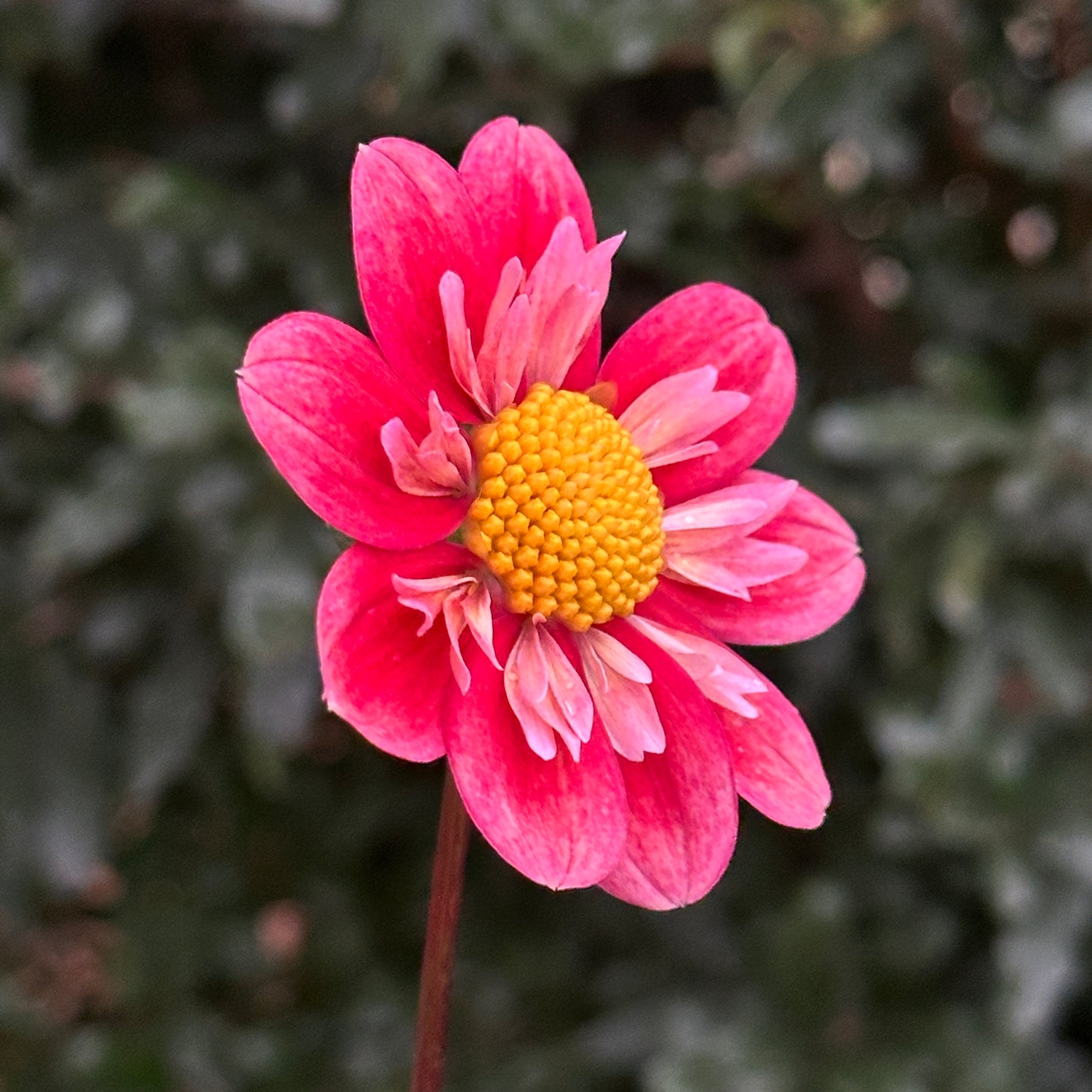 Kelsey Radiance Dahlia (Limit 1 p.p)
