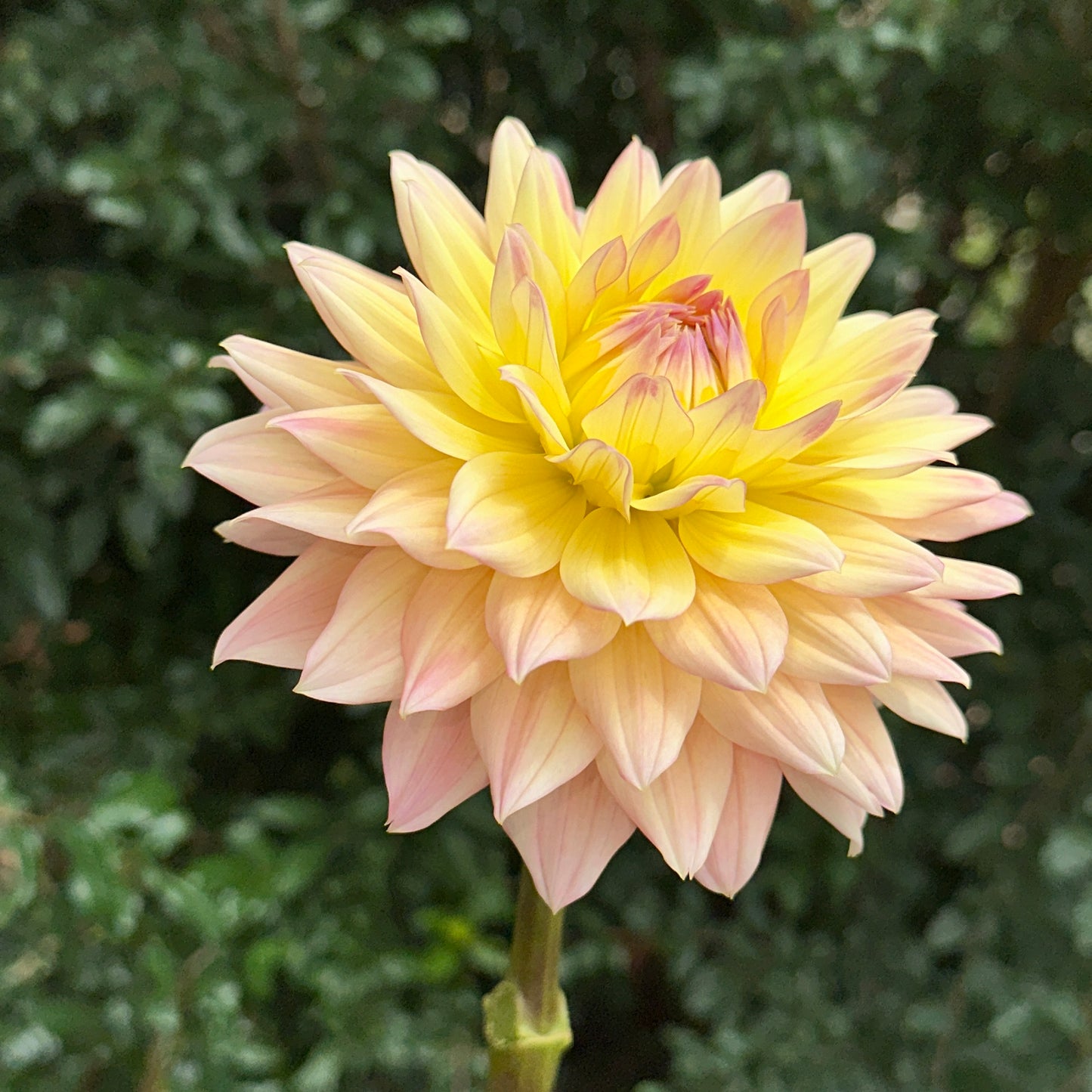 Rondeville Christopher Dahlia Tuber