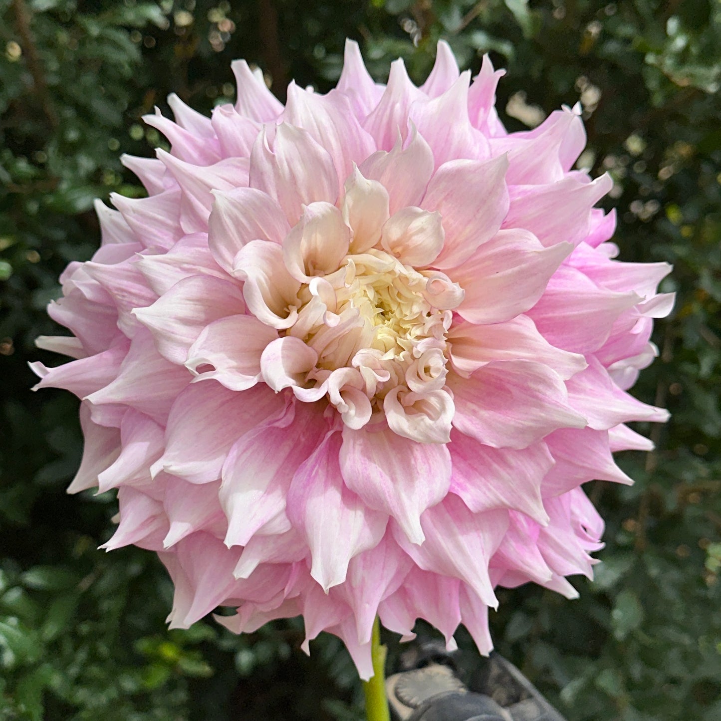 Gitt's Perfection Dahlia Tuber