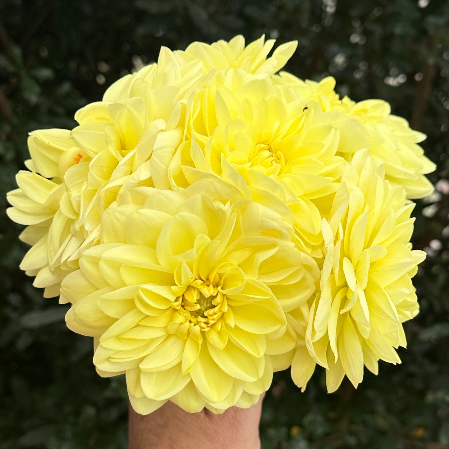 Glorie Van Heemstede Dahlia Tuber