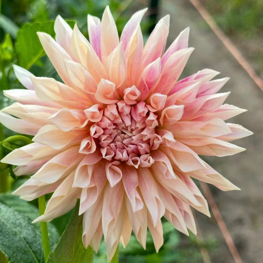 Cafe de Paris Dahlia Tuber