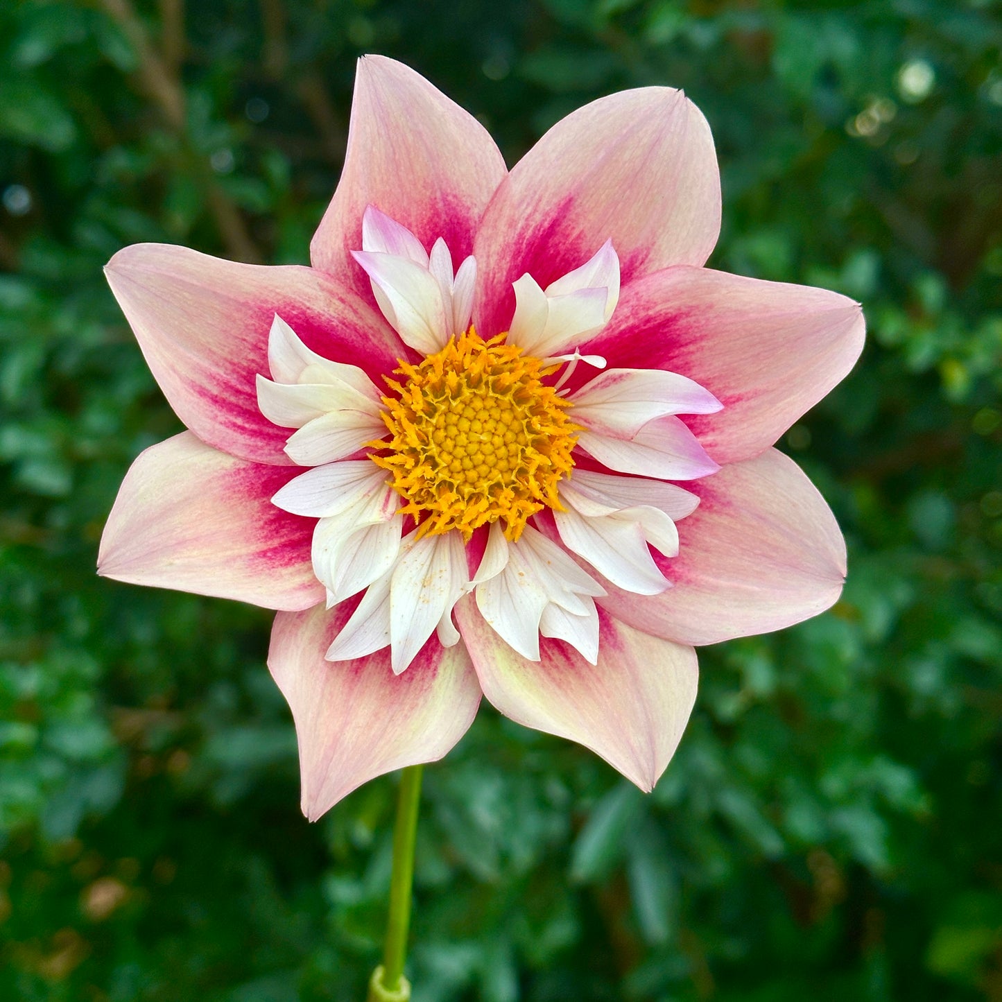Rhubarb & Custard Dahlia (Limit 1 p.p)