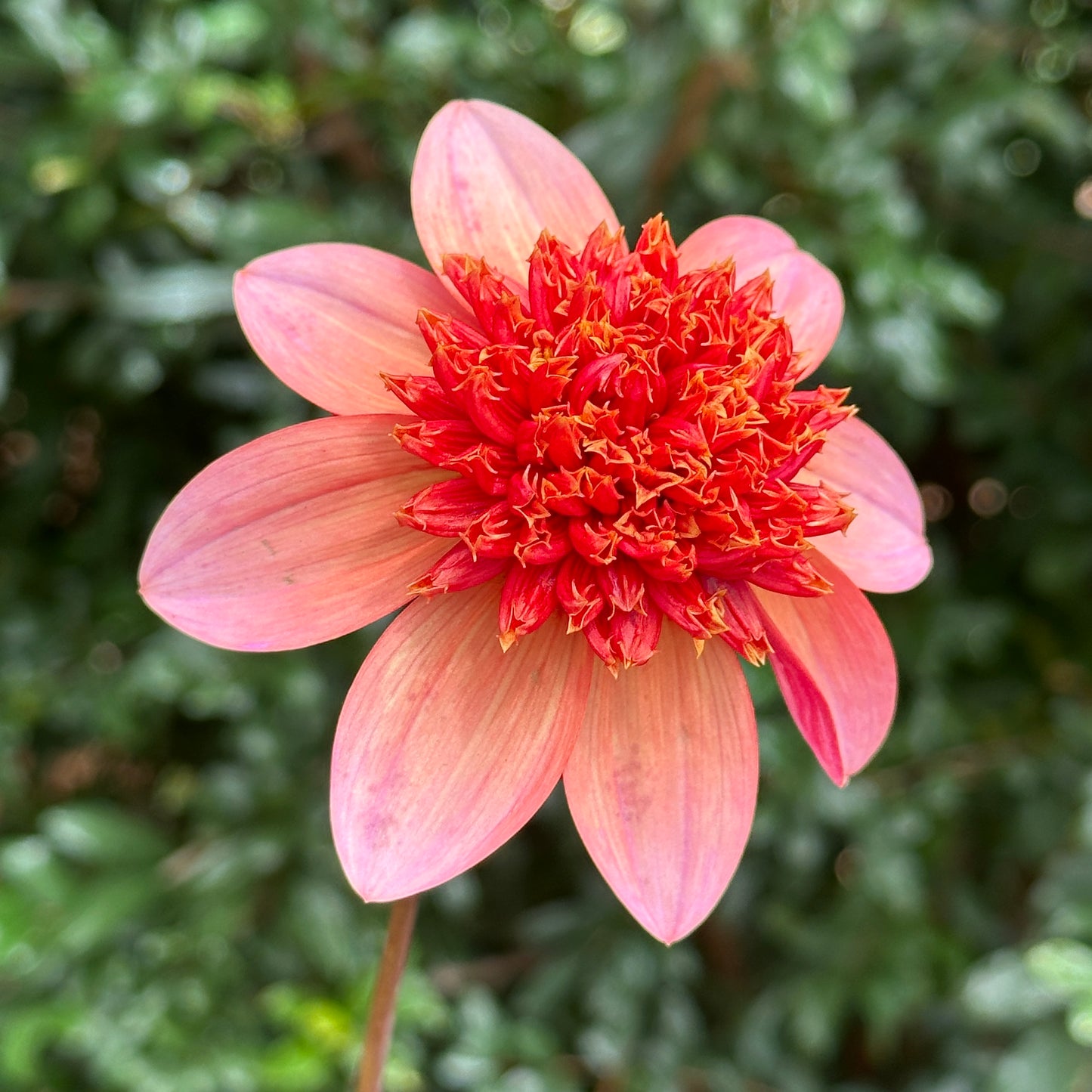 Totally Tangerine Dahlia Tuber