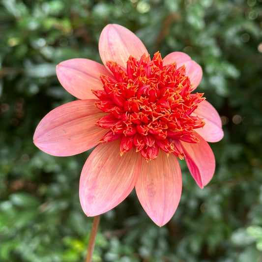 Totally Tangerine Dahlia Tuber