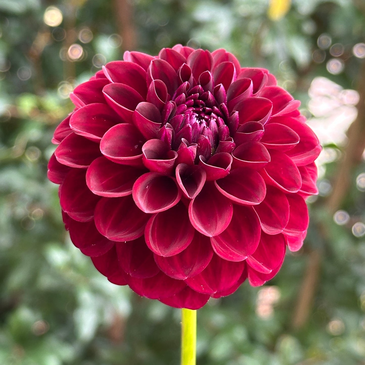 Gypsy Night Dahlia Tuber