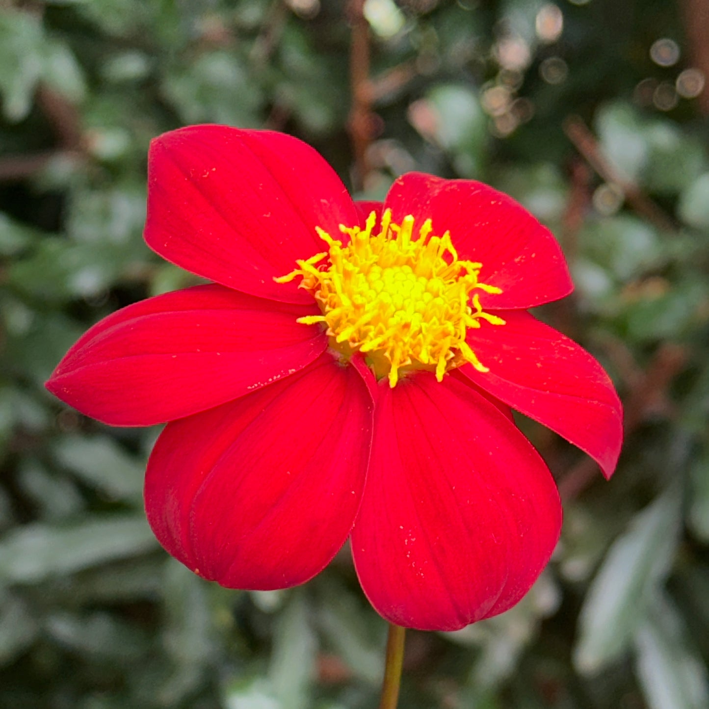 Topmix Red Dahlia Tuber