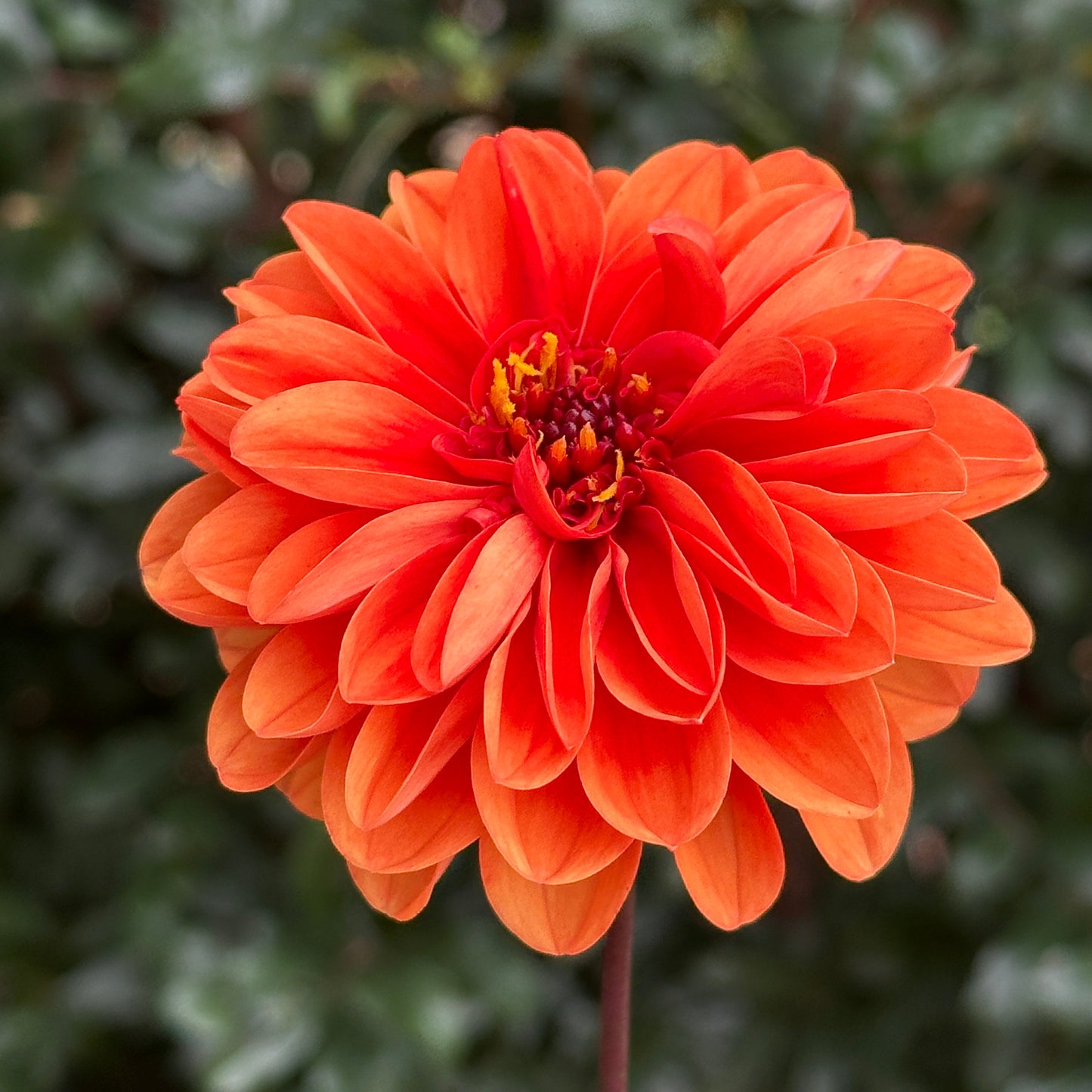 Dalaya Apricot with Red Eye Dahlia Tuber