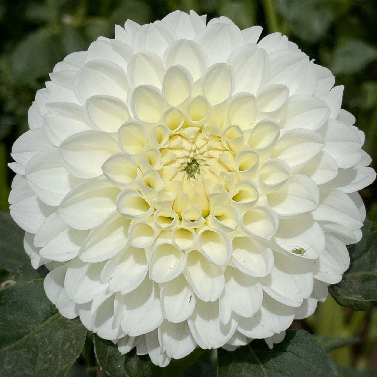 Bazuin Snow White Dahlia Tuber