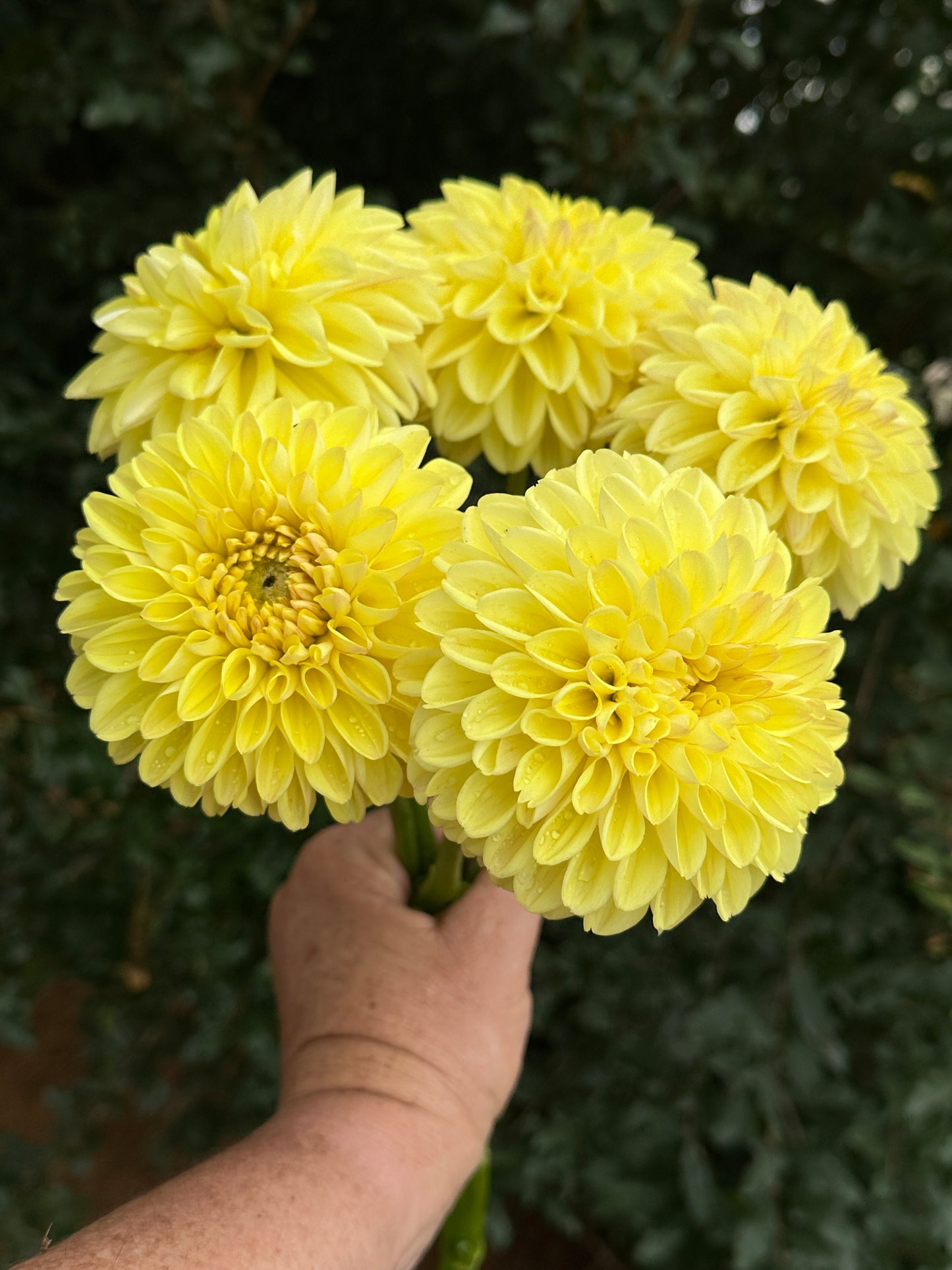 Golden Eye Dahlia Tuber