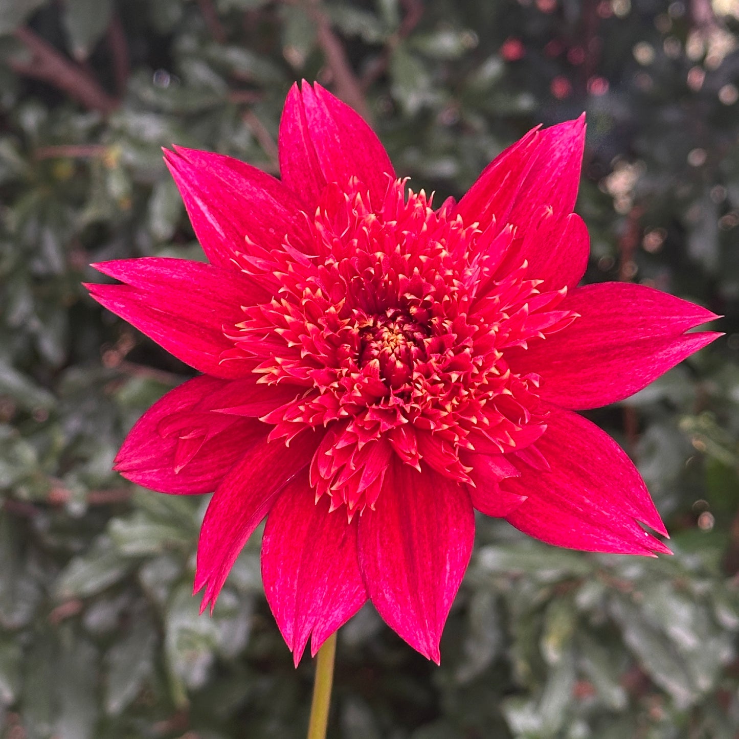 Jive Dahlia Tuber