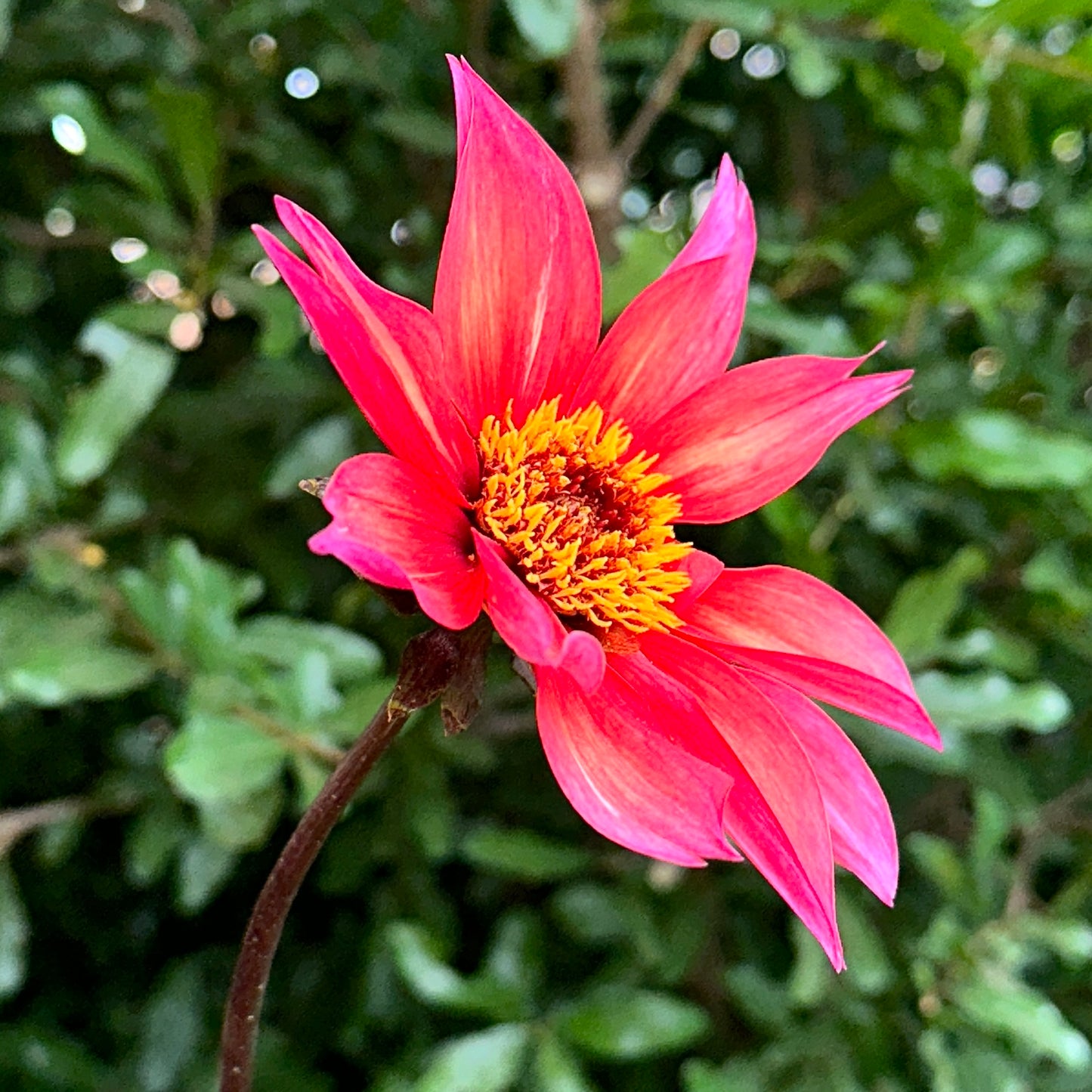 Waltzing Mathilda Dahlia Tuber