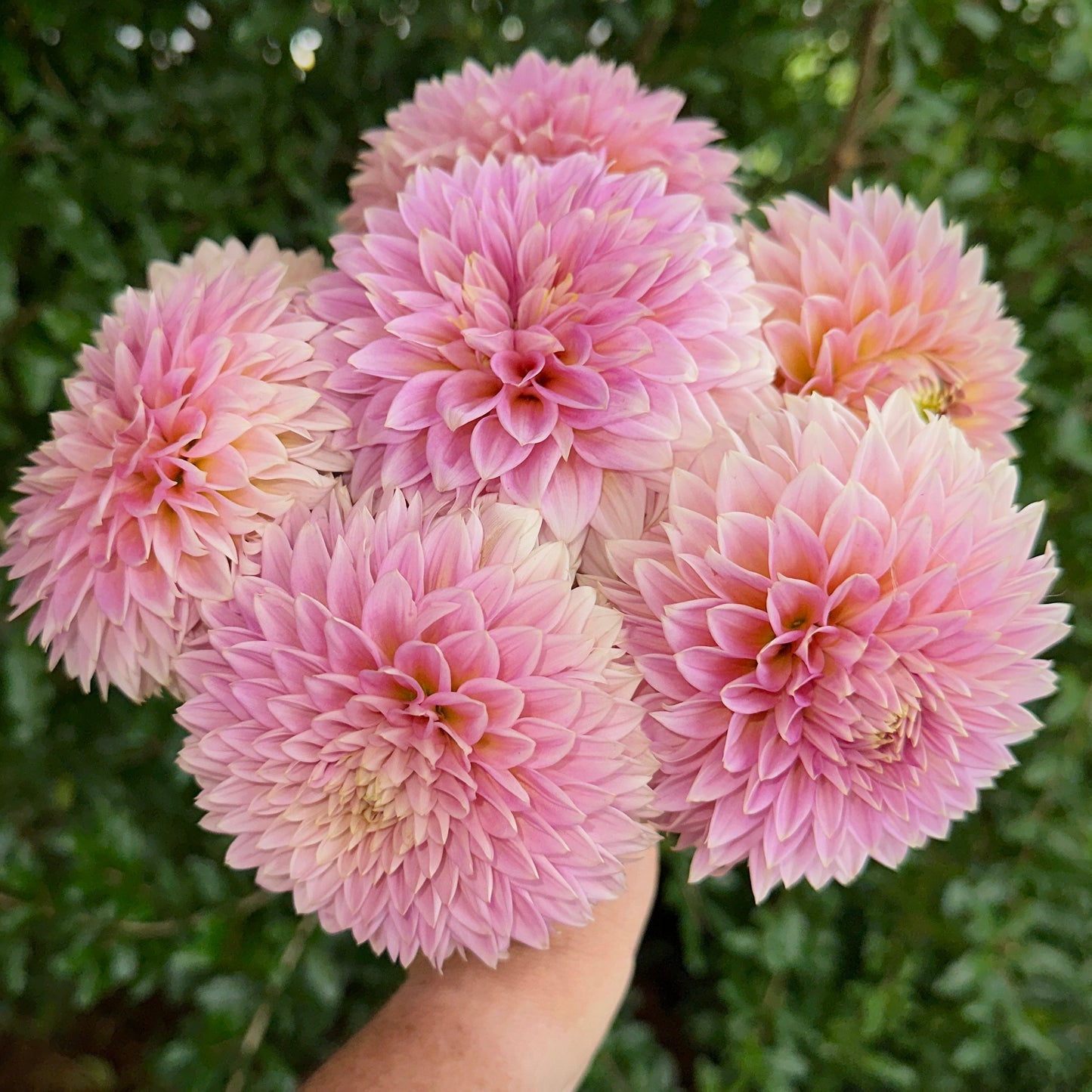 Bloomquist Mojo Dahlia (Limit 1 p.p)