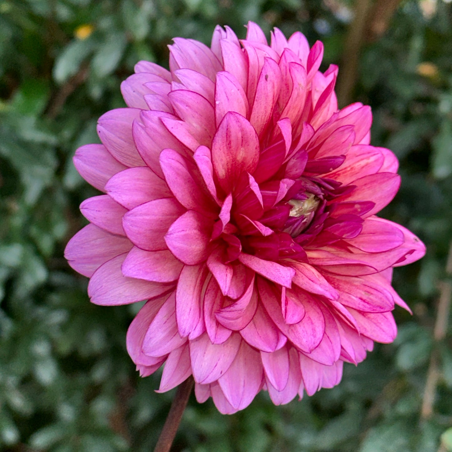 Molly Raven Dahlia Tuber